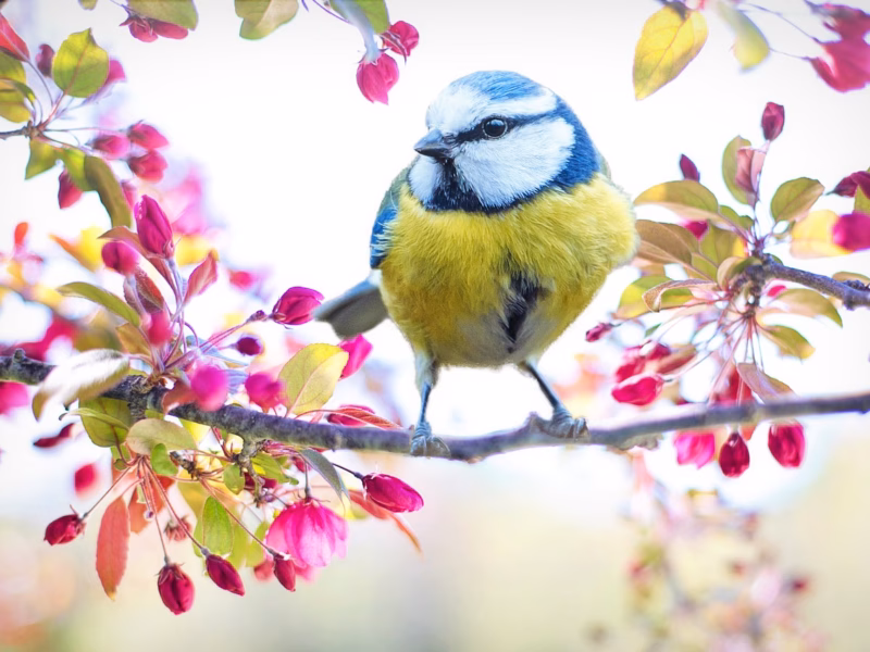 Yellow and blue bird on branch over outdoor HVAC unit during Spring in Charlottesville